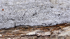 Biscogniauxia atropunctata