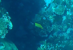 Forcipiger flavissimus