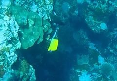 Forcipiger flavissimus