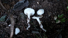 Tricholomella constricta