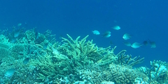 Chromis ternatensis