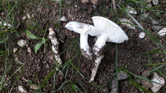 Tricholomella constricta