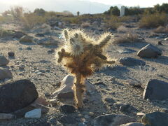 Cylindropuntia echinocarpa