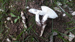 Tricholomella constricta