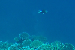 Chromis xanthura