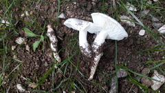 Tricholomella constricta