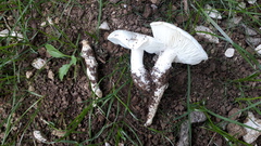 Tricholomella constricta