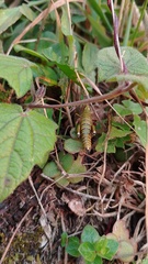 Agesander ruficornis