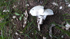 Tricholomella constricta