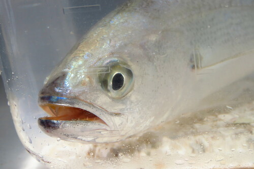 Bastard trout (Cynoscion nothus) — Sciaenidae — 3