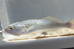 Cynoscion nothus