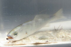 Cynoscion nothus