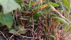 Agesander ruficornis