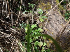 Nemophila parviflora