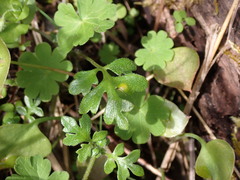 Nemophila parviflora