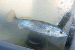Cynoscion nothus