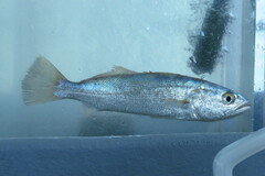 Cynoscion nothus