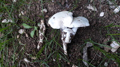 Tricholomella constricta