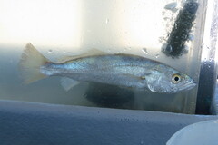 Cynoscion nothus