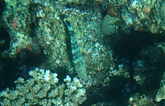 Cheilinus trilobatus