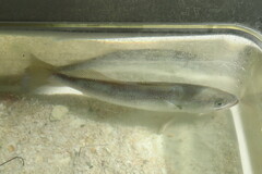 Cynoscion nothus