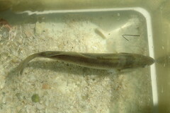 Cynoscion nothus