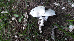 Tricholomella constricta