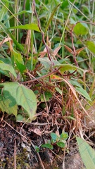 Agesander ruficornis