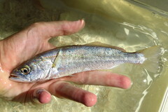 Cynoscion nothus