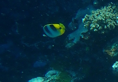 Chaetodon ulietensis