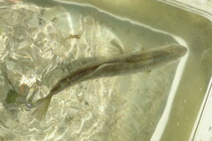 Cynoscion nothus