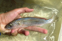 Cynoscion nothus