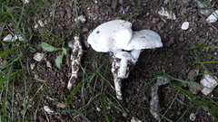 Tricholomella constricta