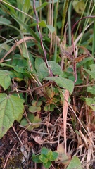 Agesander ruficornis