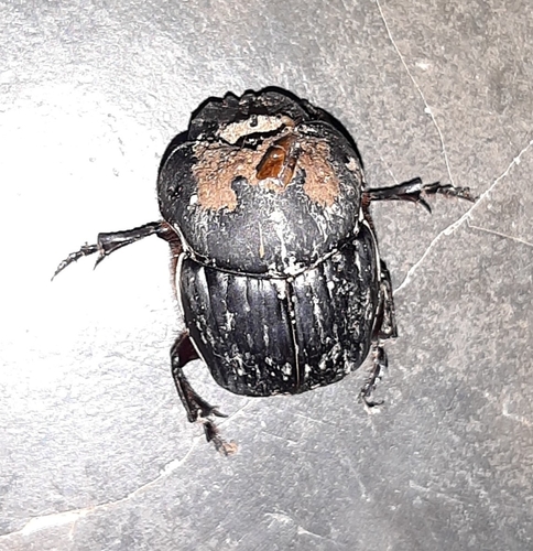Coprophanaeus telamon