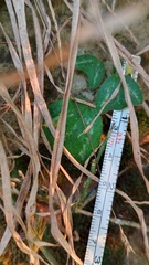 Passiflora bogotensis