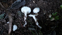 Tricholomella constricta