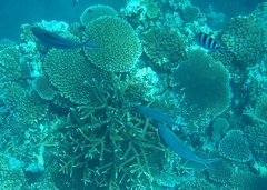 Caesio caerulaurea