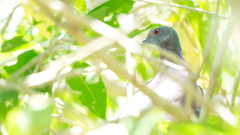 Patagioenas cayennensis