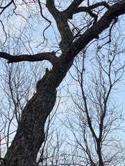 Sciuromorpha