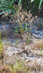 Trichostema dichotomum