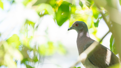 Patagioenas cayennensis