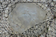 Rhopilema verrilli