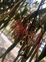 Amyema miquelii
