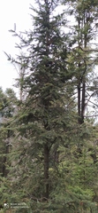 Abies religiosa