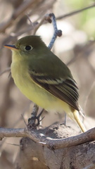 Empidonax difficilis