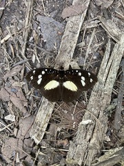 Aterica galene