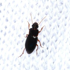 Harpalina
