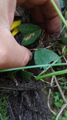 Passiflora bogotensis