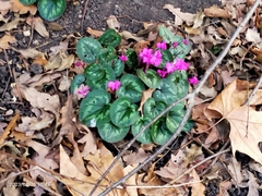 Cyclamen coum